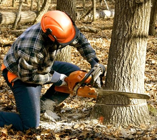 Tree Removal in Brilliant, AL